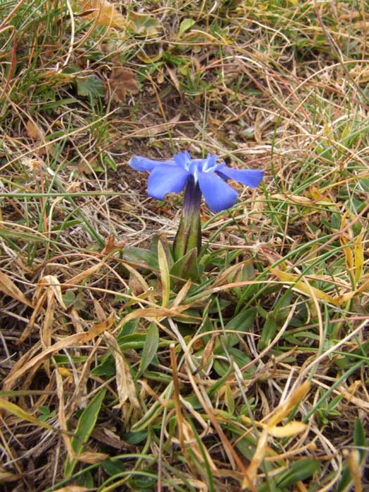 Flora del Monte Cimone